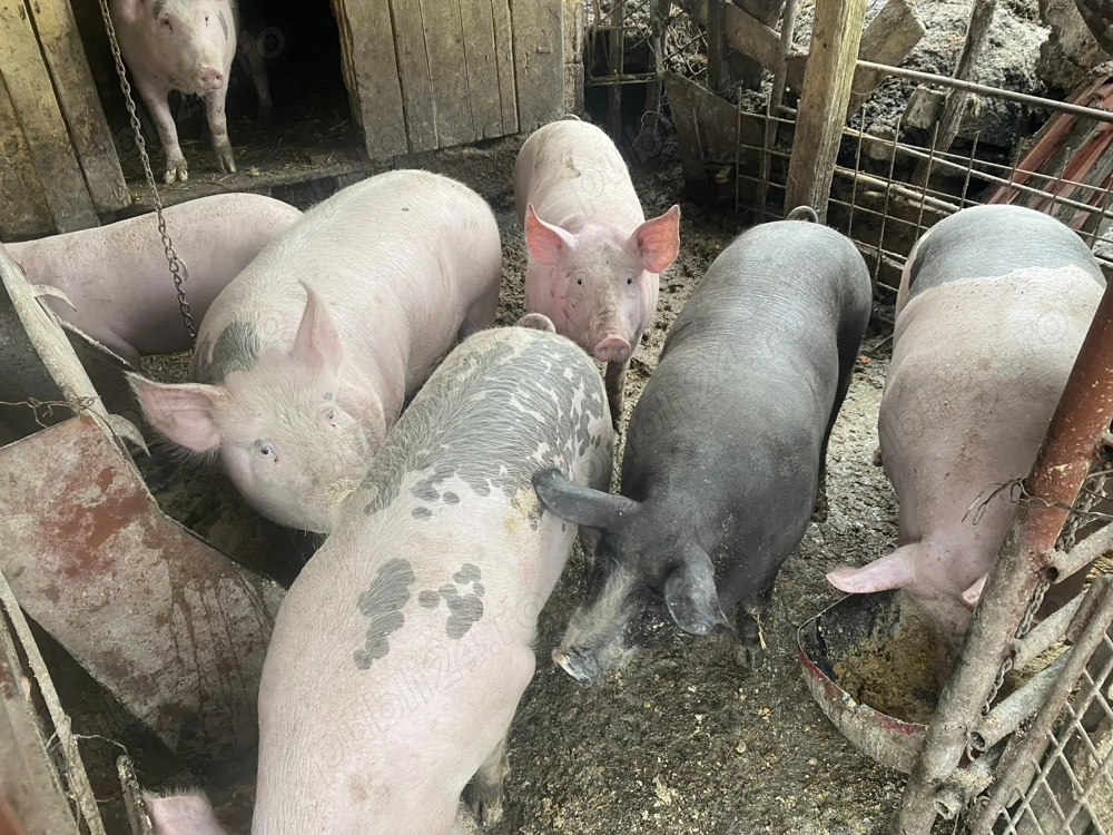 De vânzare porci de carne 80-110 kg 