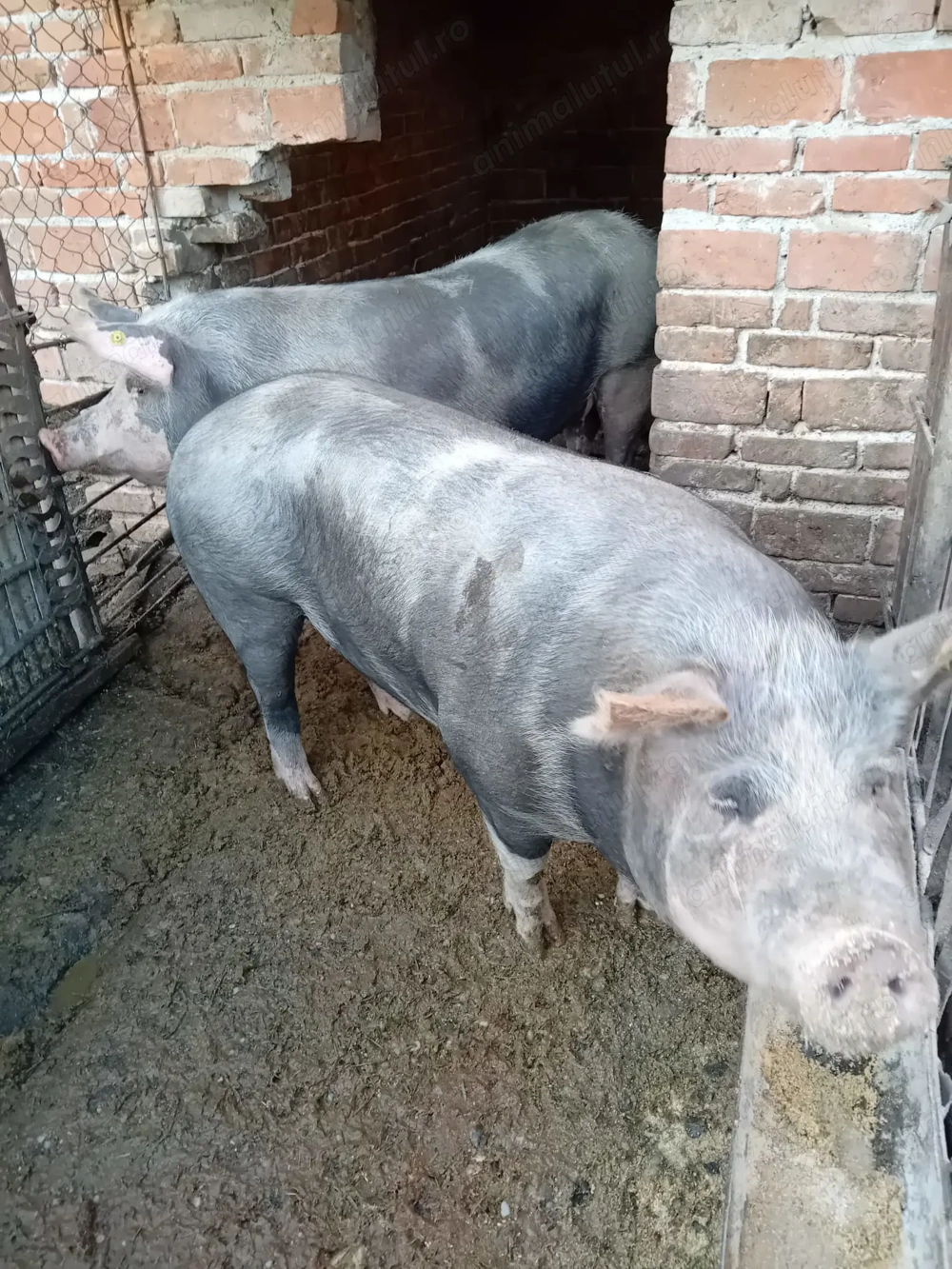 Vand porc crescut natural