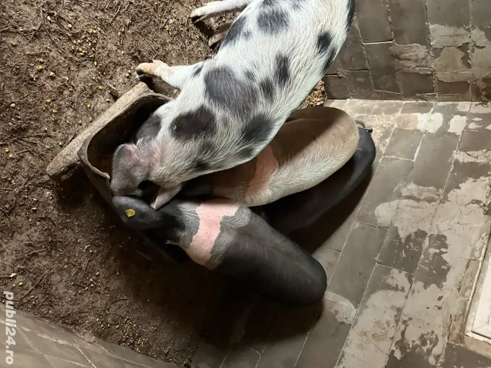 Vand porci pt sacrificat