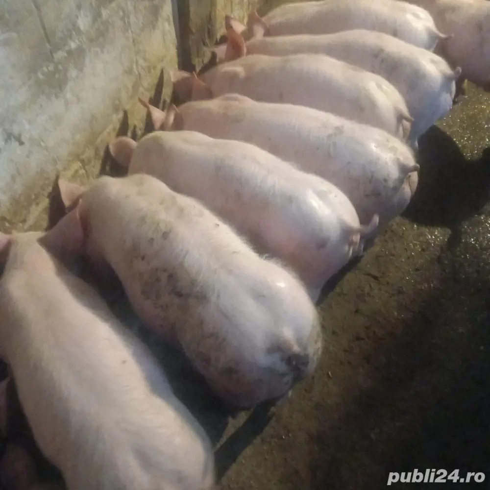 vând purcei 11 saptămâni 