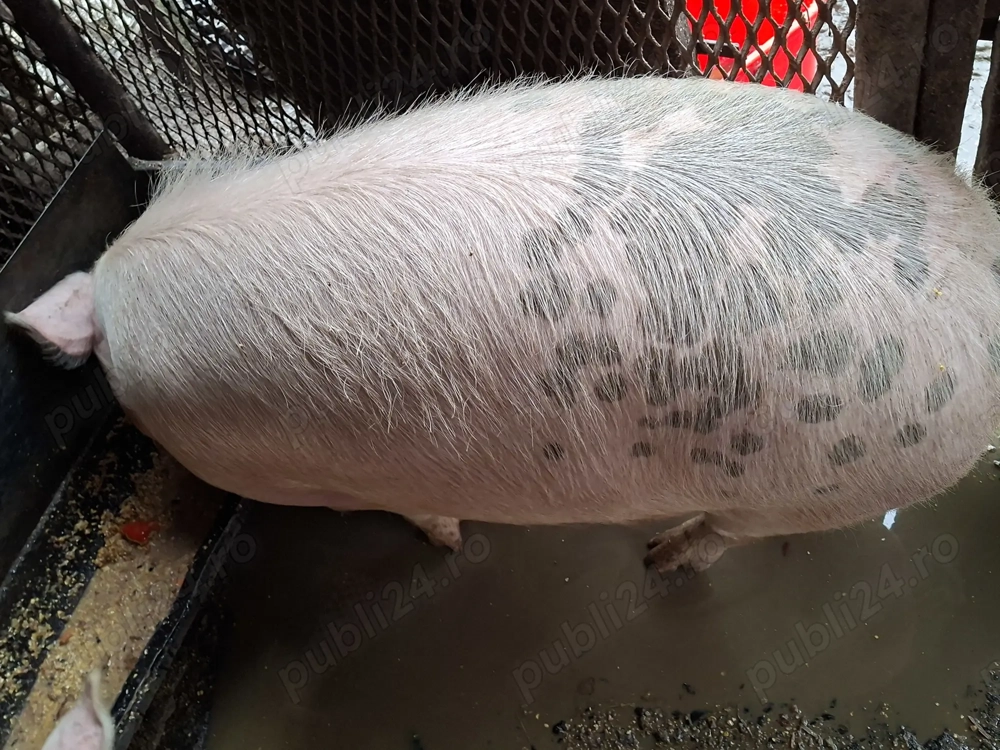 Vând porci crescuți bio