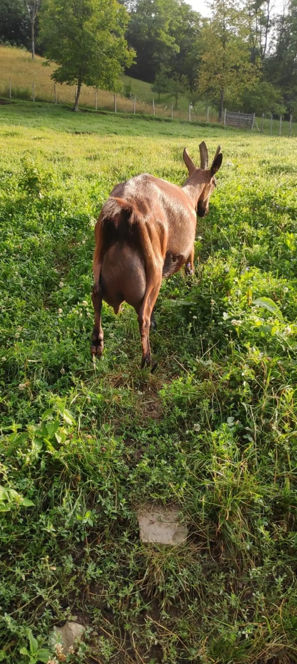 Vînd capre alpine franceza 