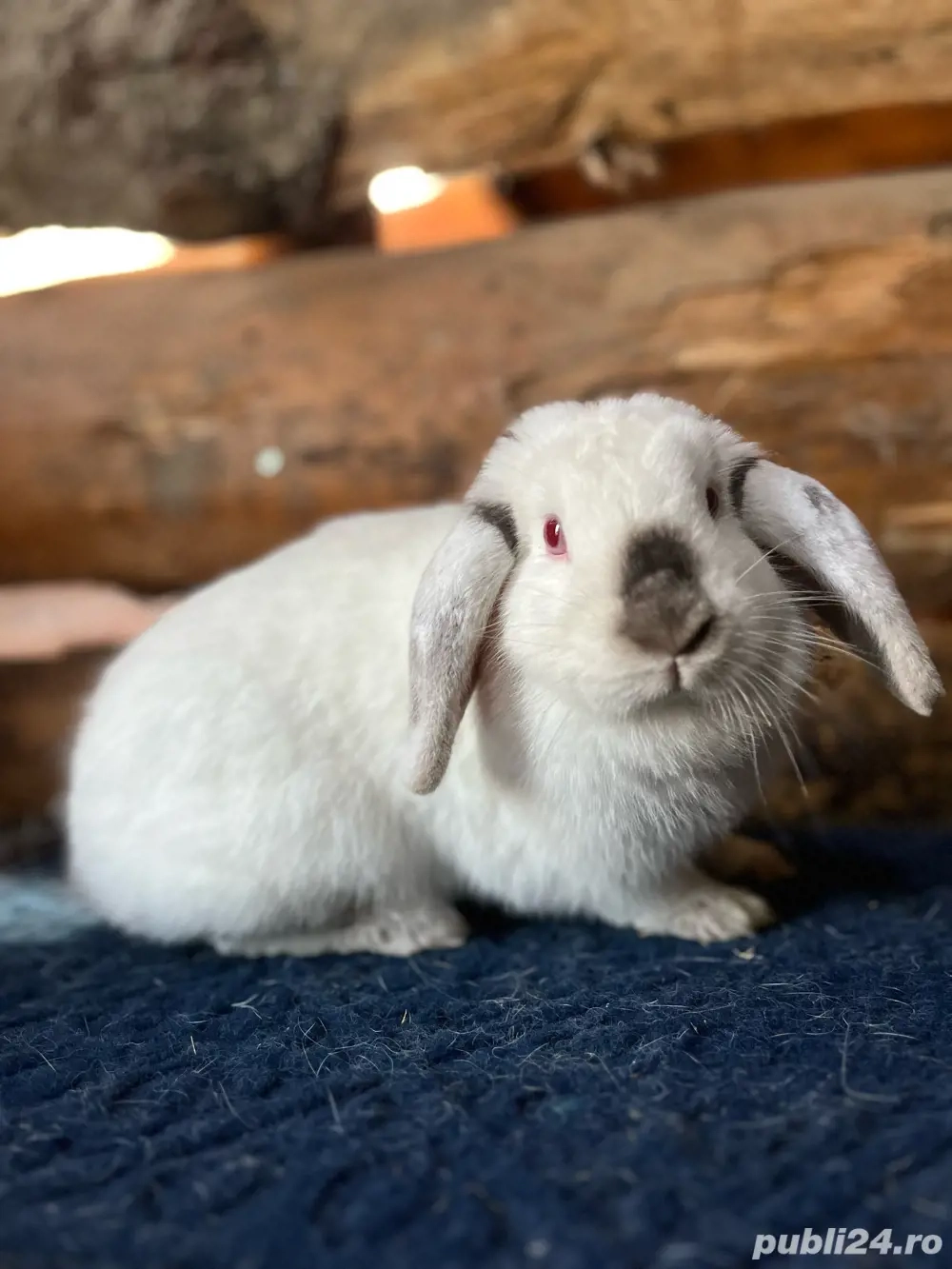 disponibili iepurasi pitici 