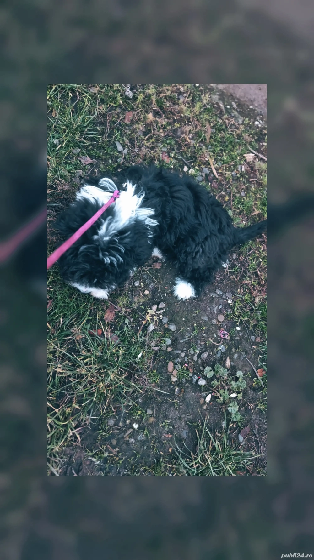 vand catelusa bishon 