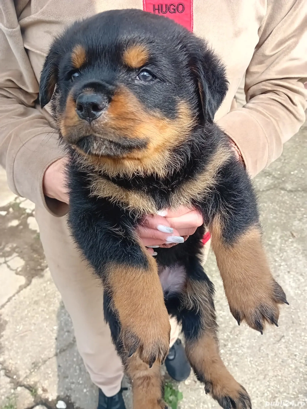 Rasa Rottweiler 