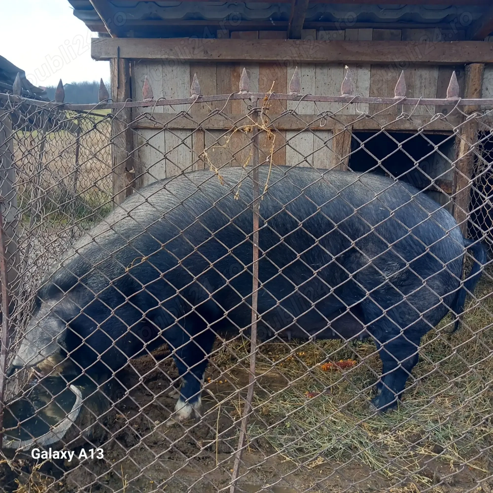 Porci de vanzare !