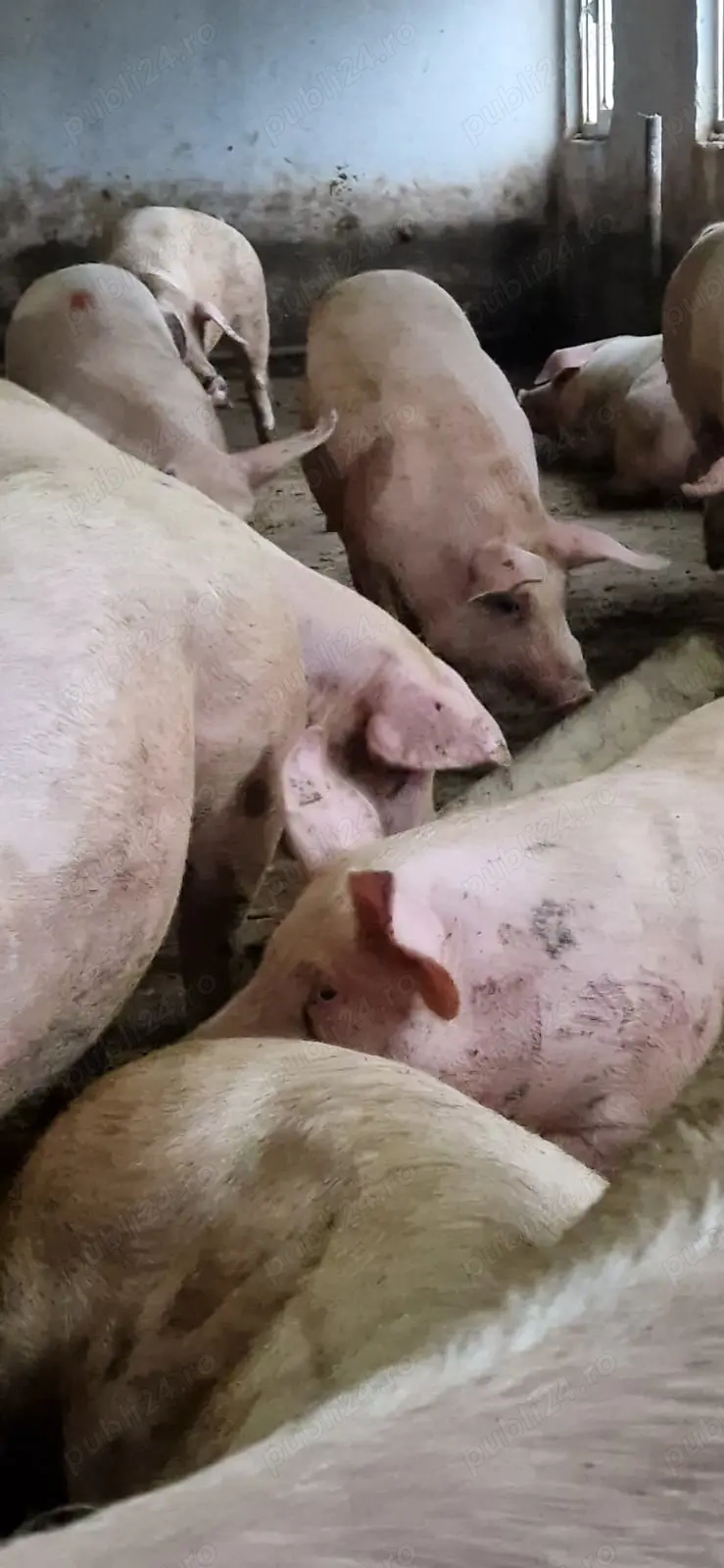 Porci de vânzare! Diversi greutăți. Putem ține porcii până la Crăciun, la cerere. Detalii la telefon