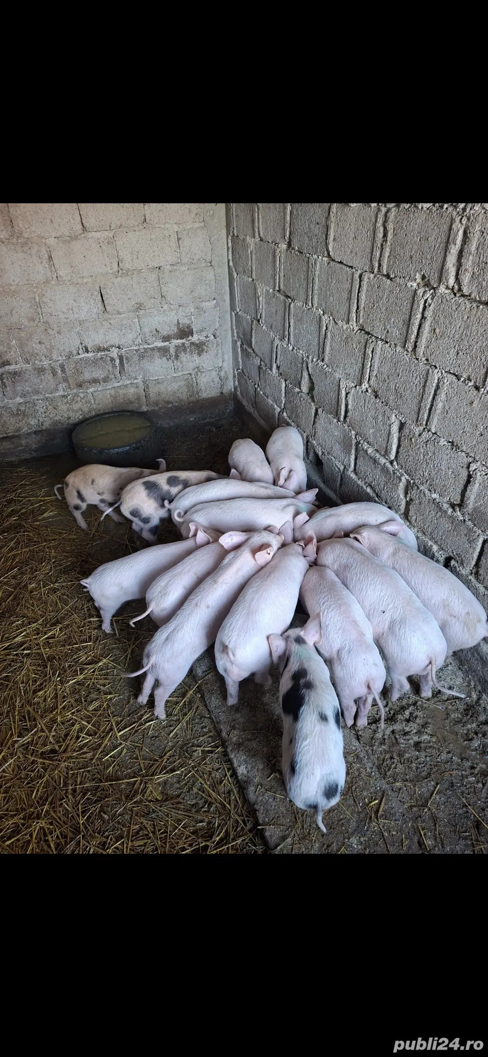 Purcei de Rasa.Marele Alb.