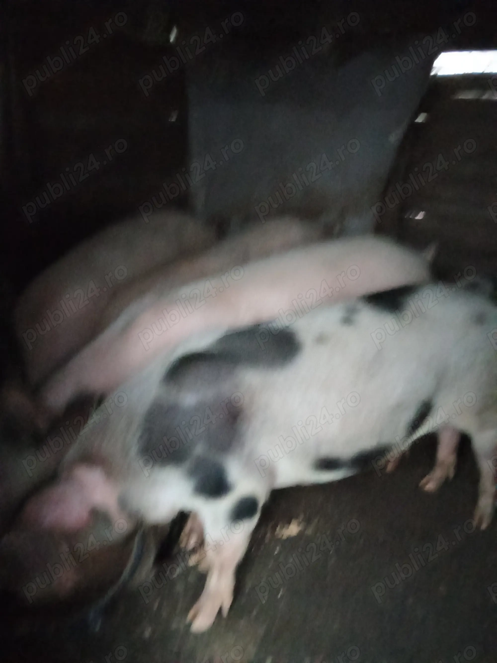 Vând porci de tăiat până în 100 kg detalii la Nr de tel  