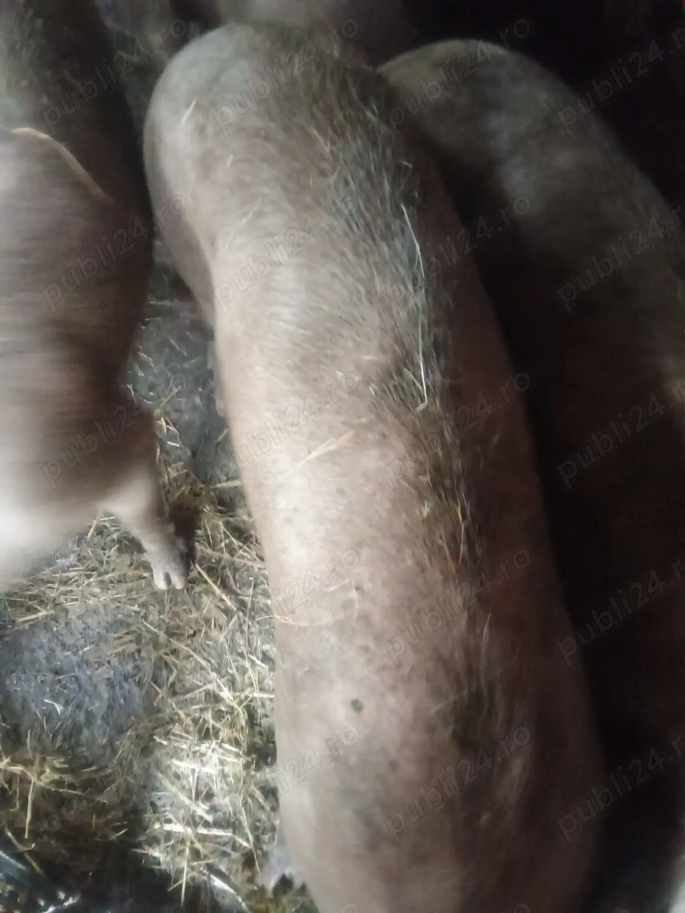 Porci pentru sacrificat. 