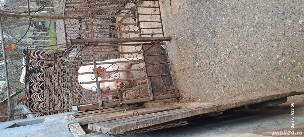 vând porc pentru sacrificat 