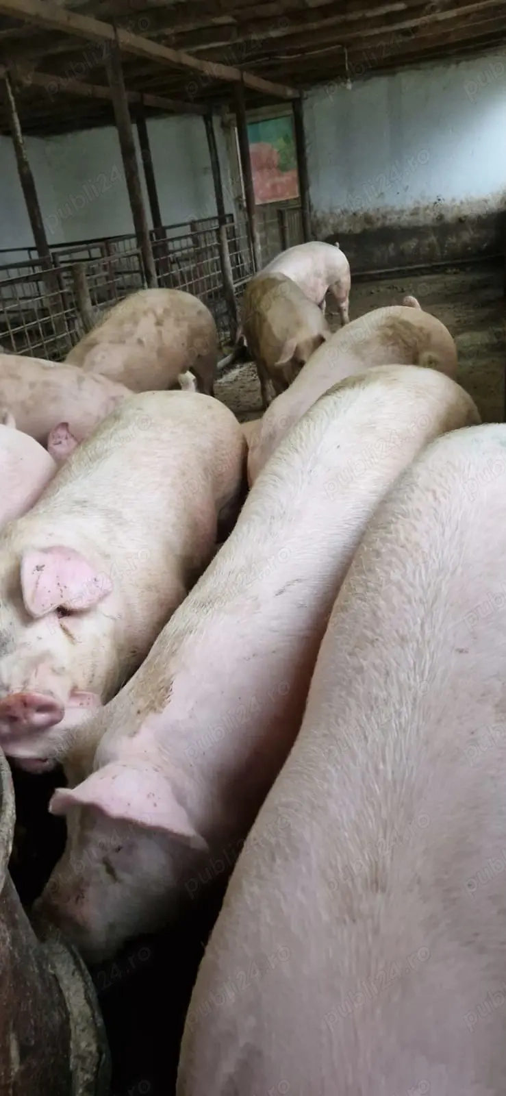 Vând porci pentru tăiat. Greutăți diferite. Oferim posibilitatea să-i ținem până la Crăciun