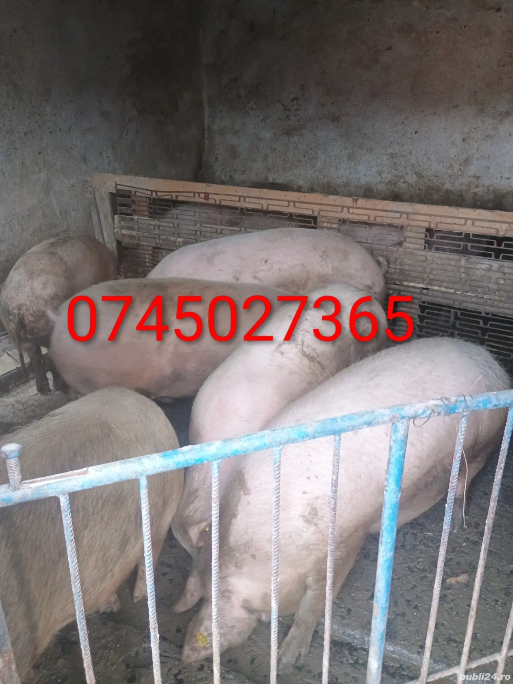 Vând porci rasă mixta 