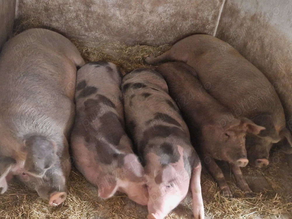 Porci de vânzare 