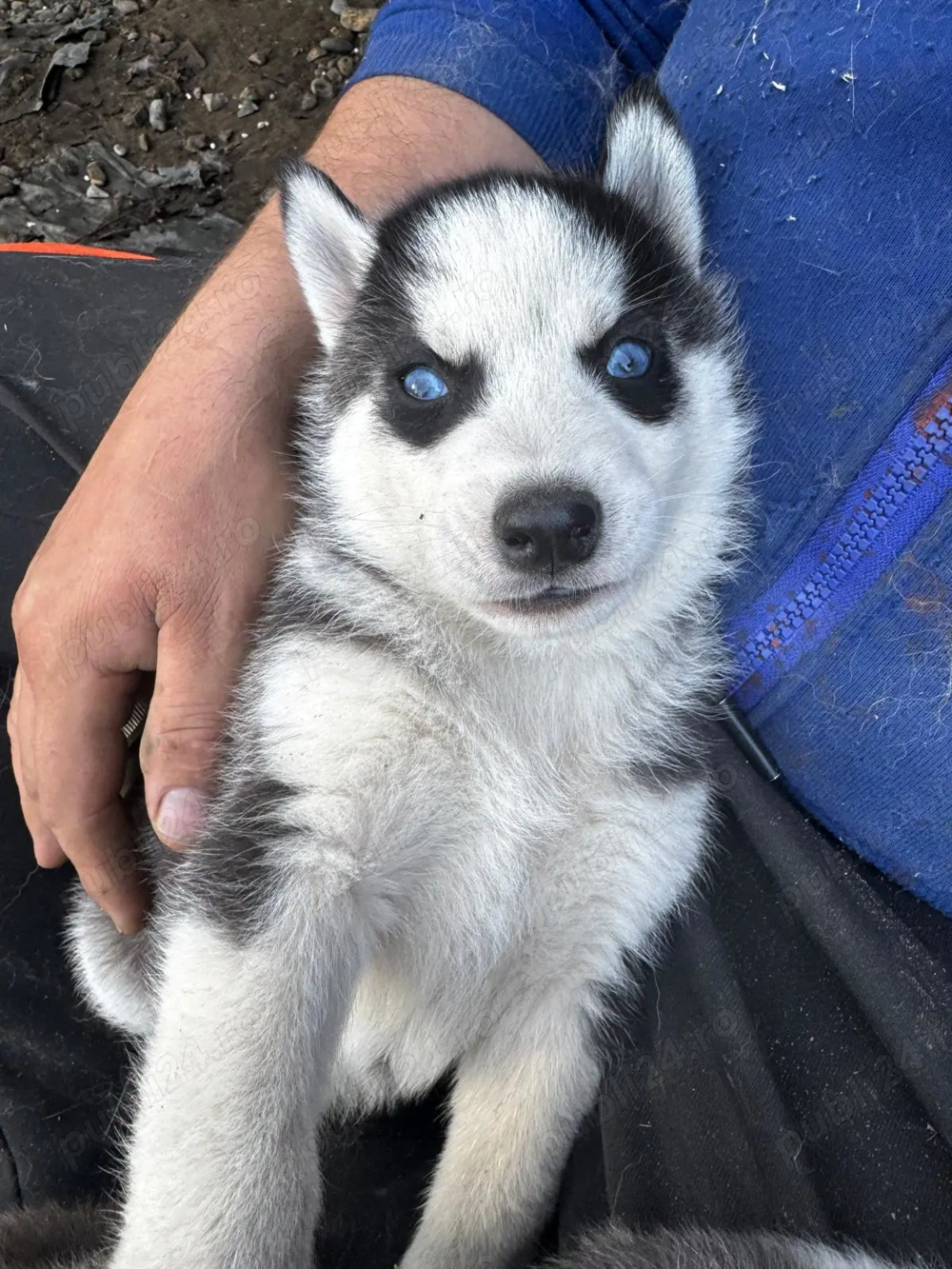 Catelusi Husky Siberian