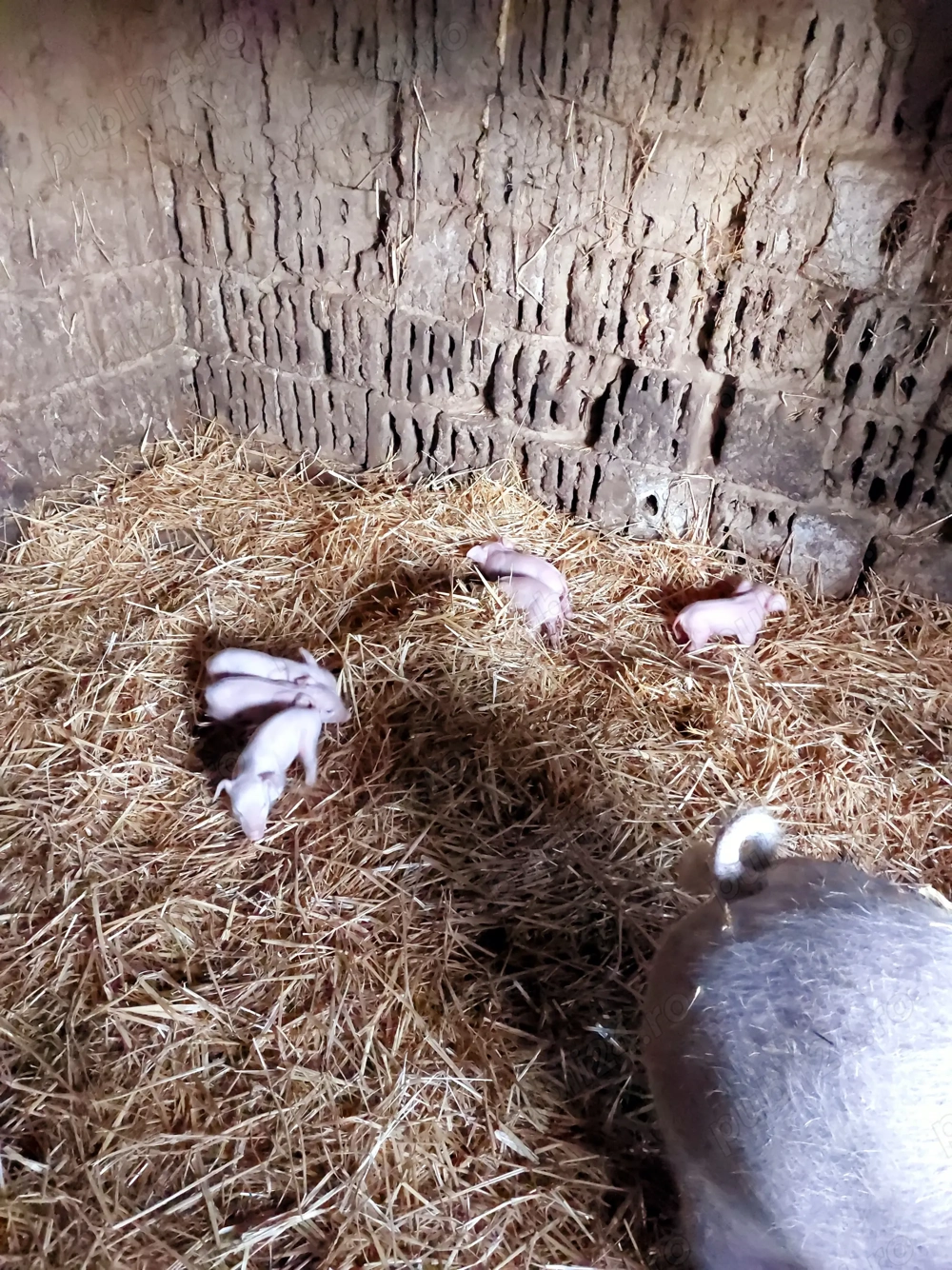 Vind purcei la 7 saptamini