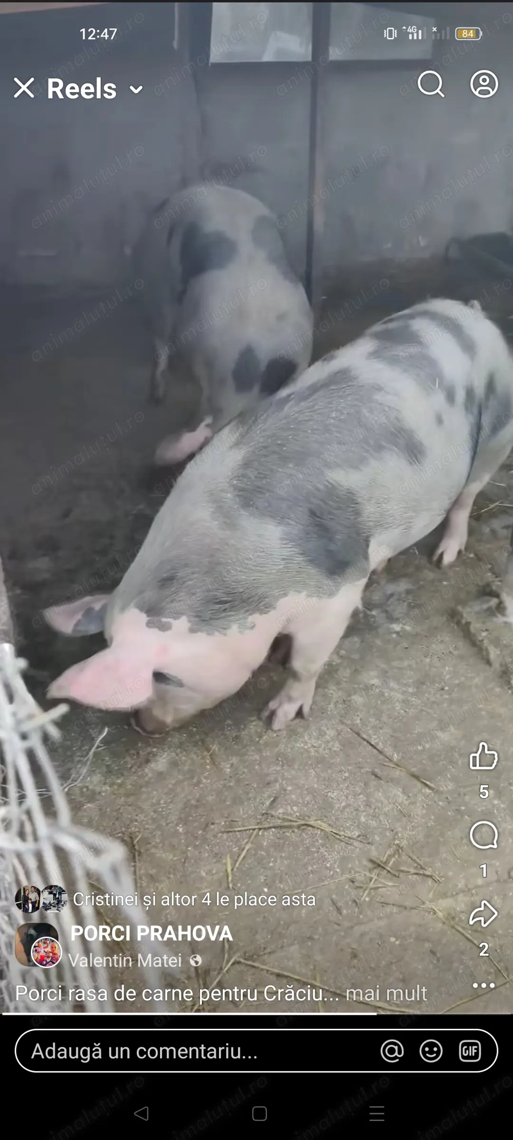 Porci pietrain rasa de carne crescuți în curte nu de ferma !!!