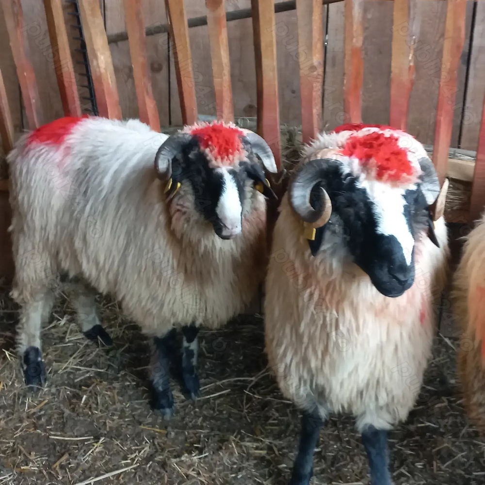 Berbecuți brezi de Petroșani 