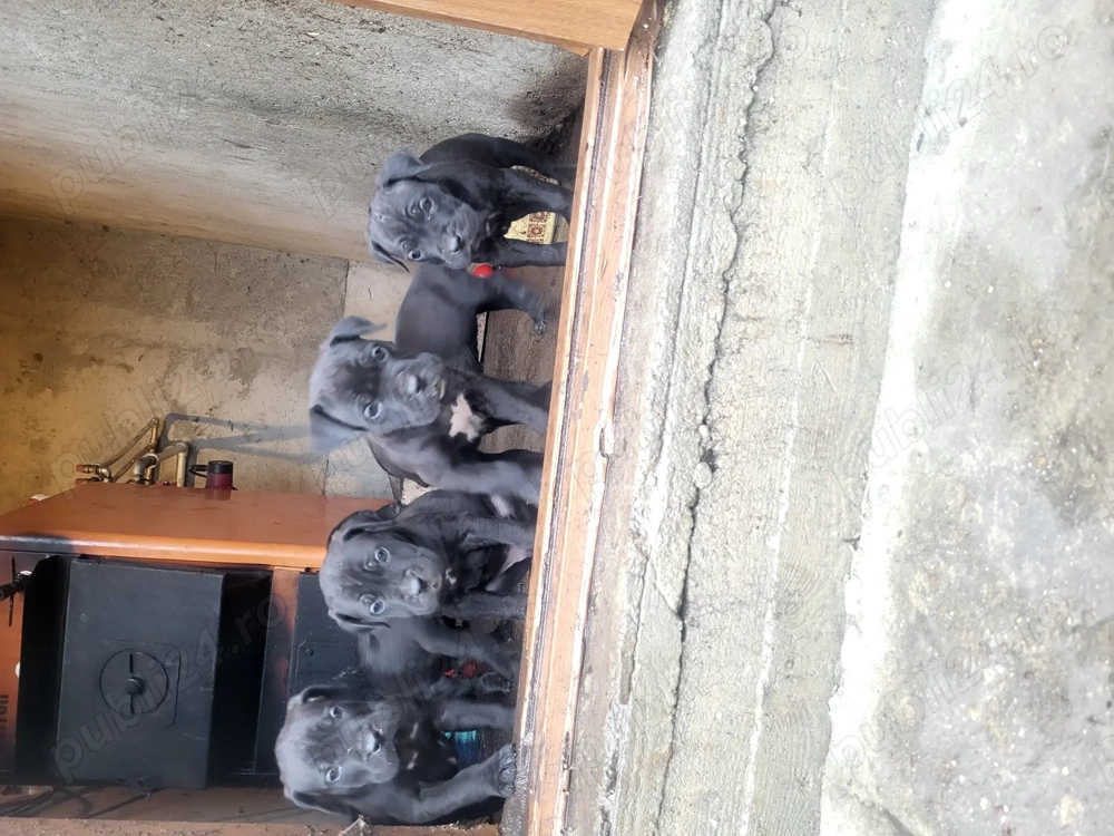 Cane Corso mix cu Presa Canario