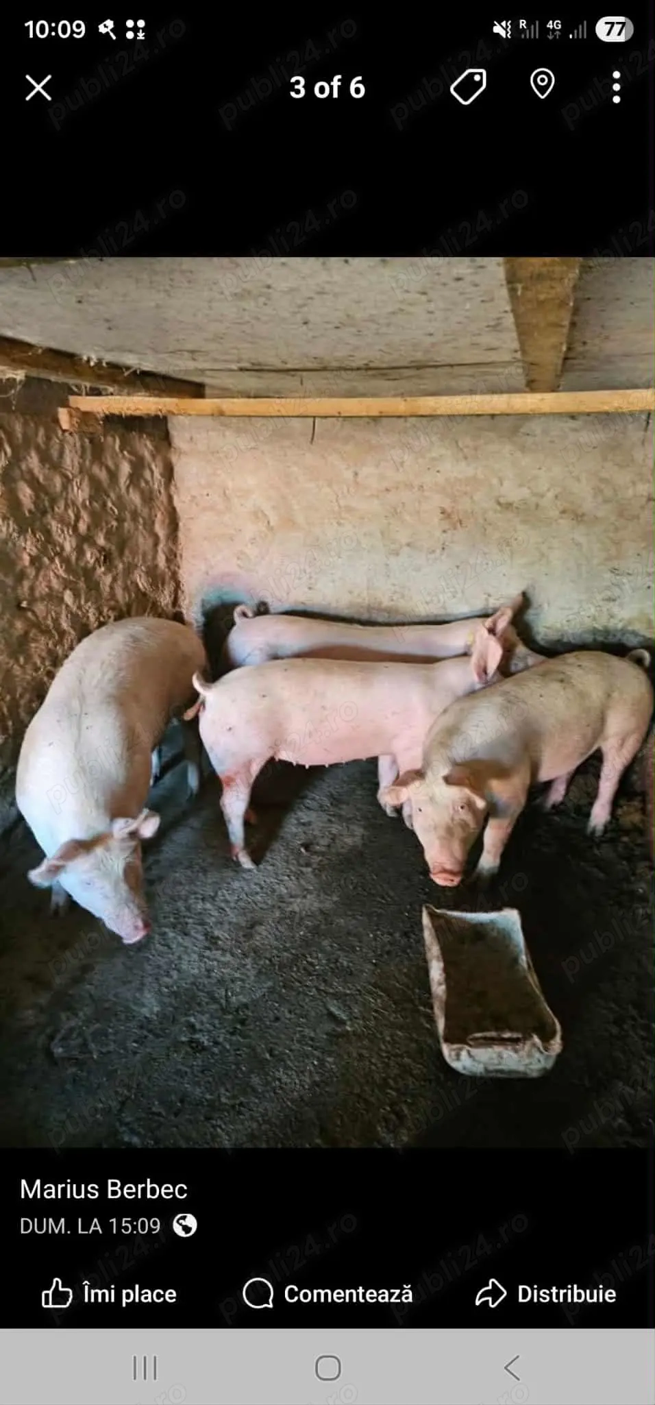 3 Porci de vanzare Bio (pentru sacrificat de crăciun) porci au intre 160 180 kg vand si carcasa 