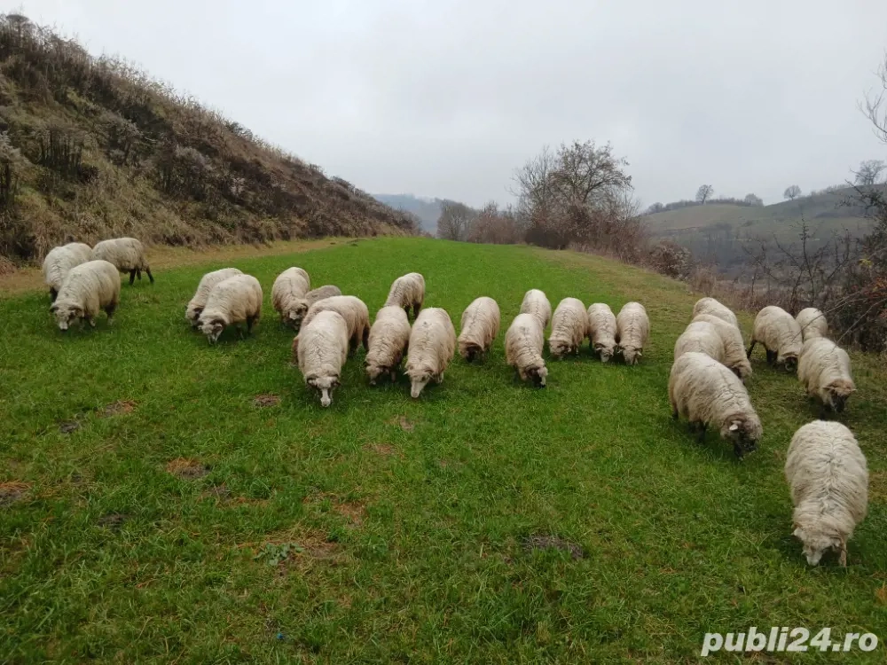 oi de vanzare reforme