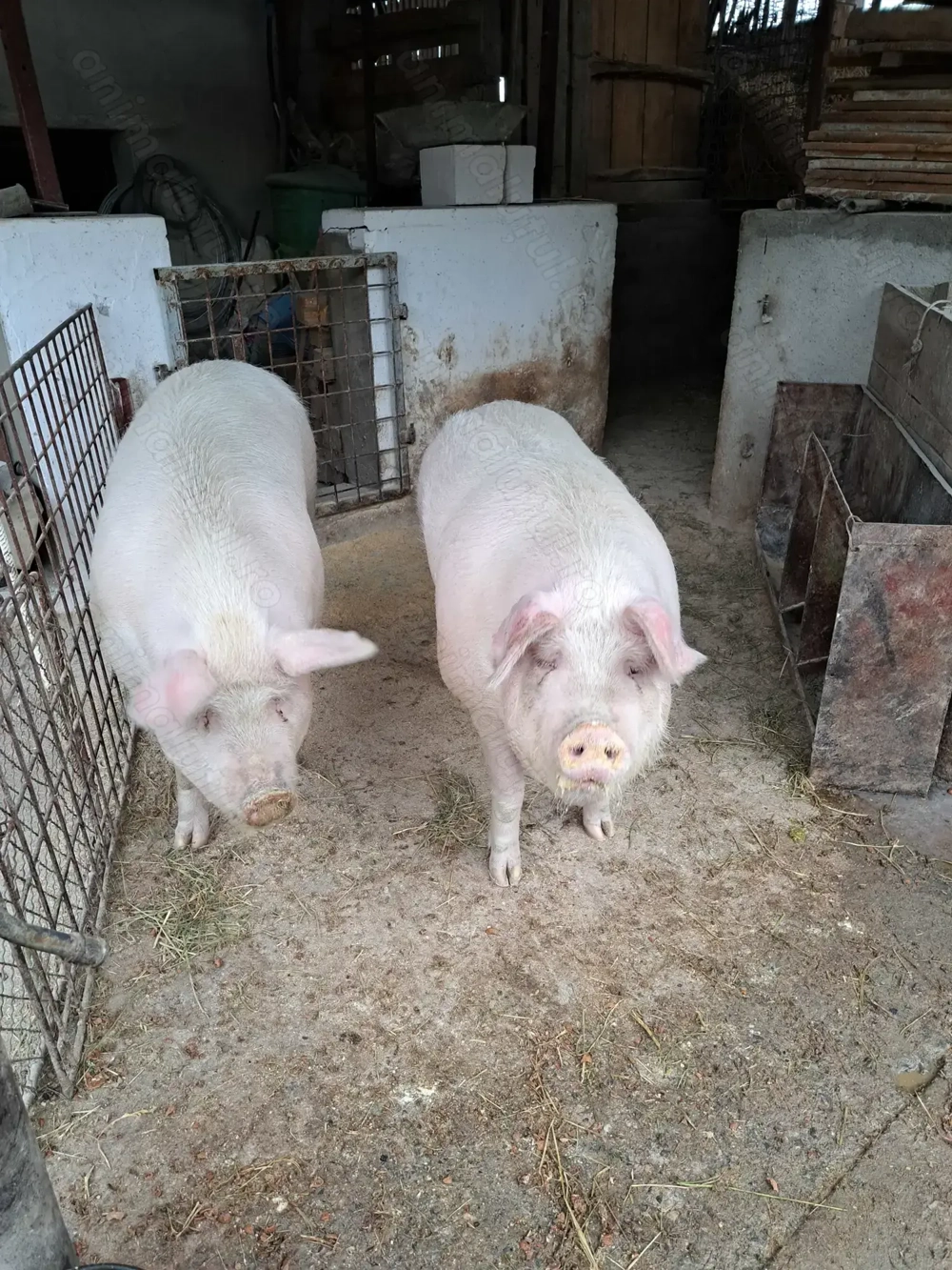 Vind un porc-marele alb cu landrace.