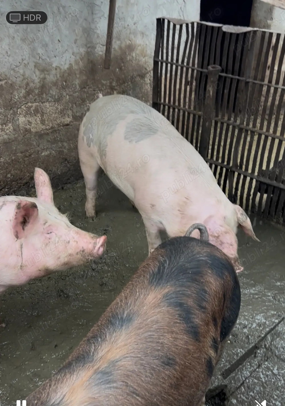 Vând porci 90-120 kg 17 lei kg