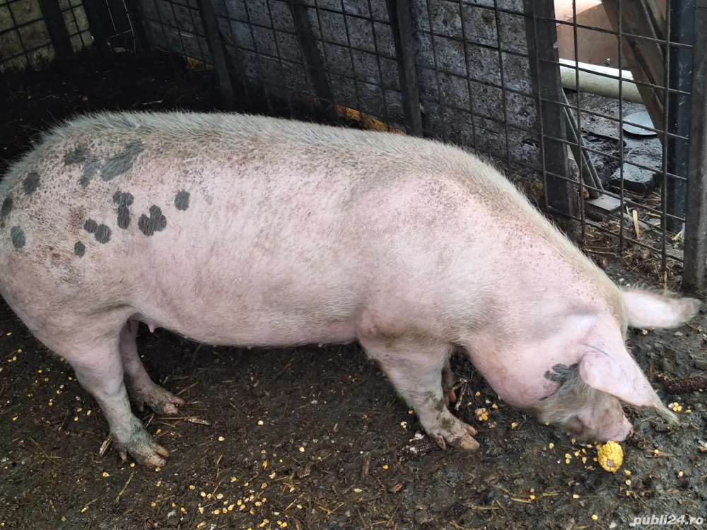 porc pentru sacrificat