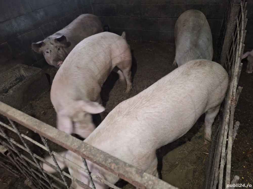 porci pentru sacrificat 