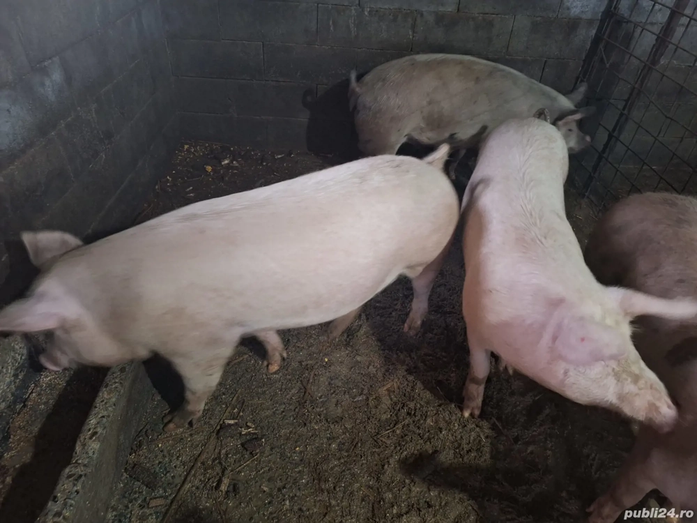 porci pentru sacrificat 