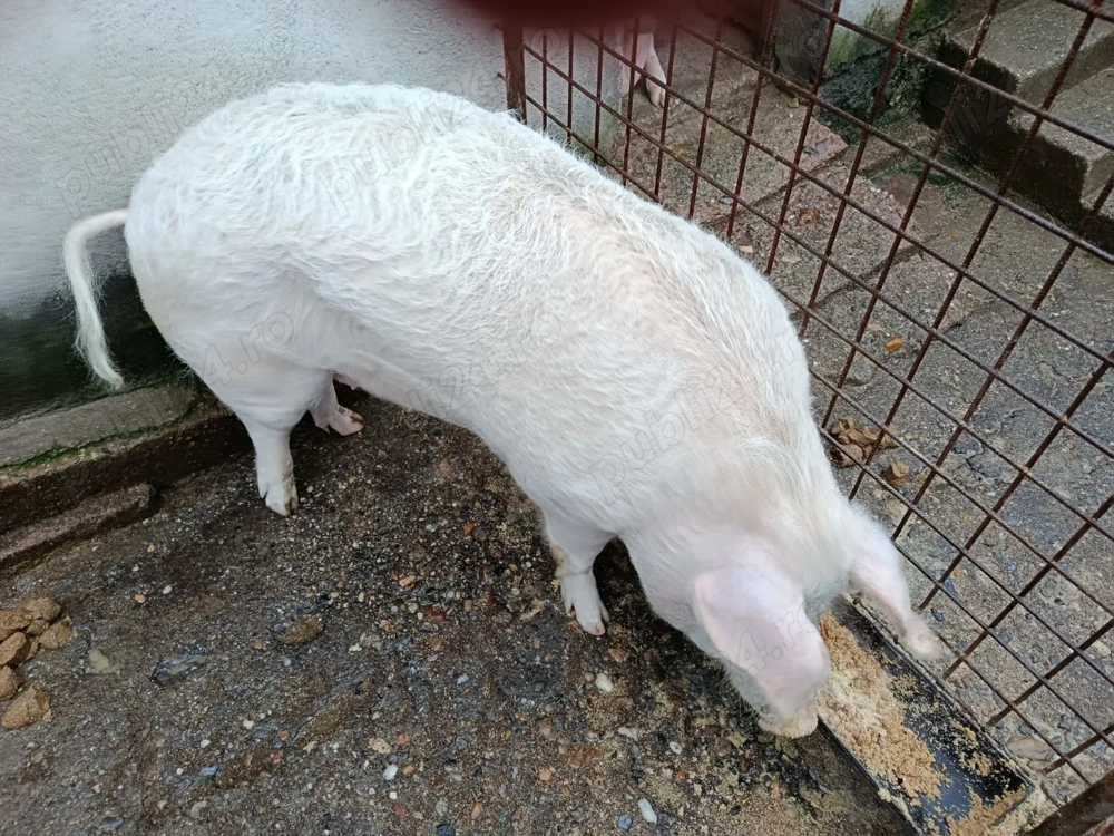 porc de vanzare