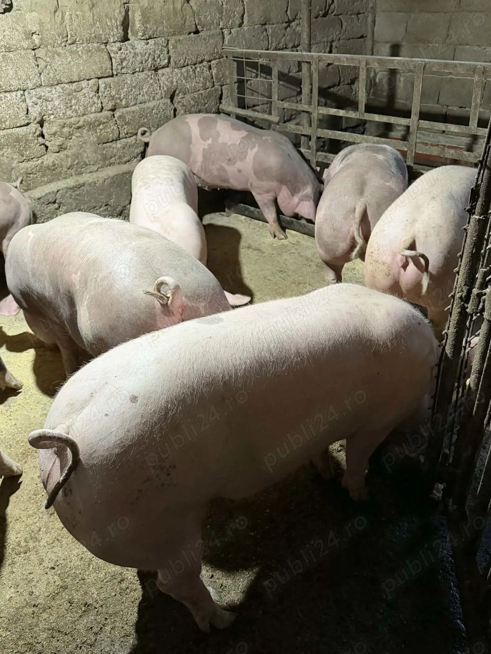 Porci pietrain, rasa de carne pana la 140 kg greutate 