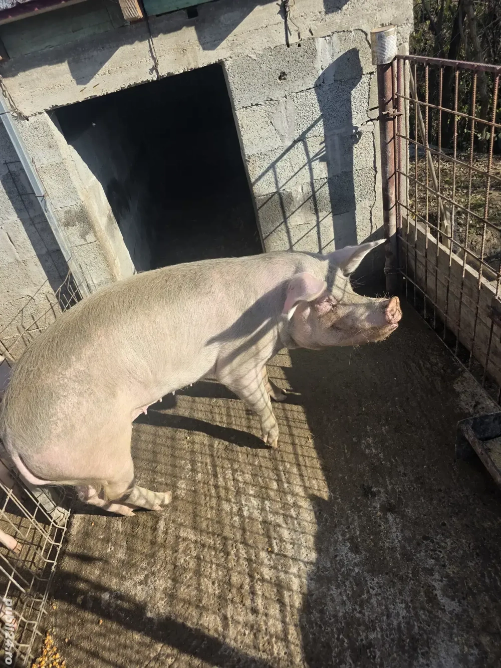 Purcică de vânzare 