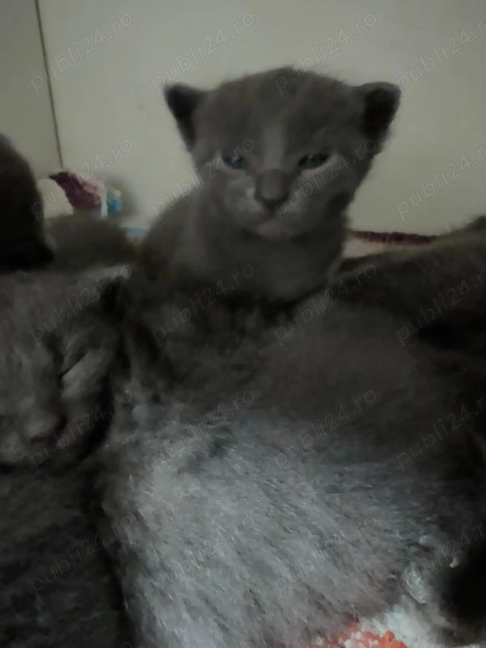 fetite albastru de Rusia