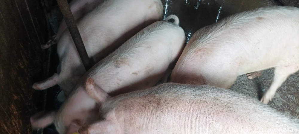 porci de vânzare 