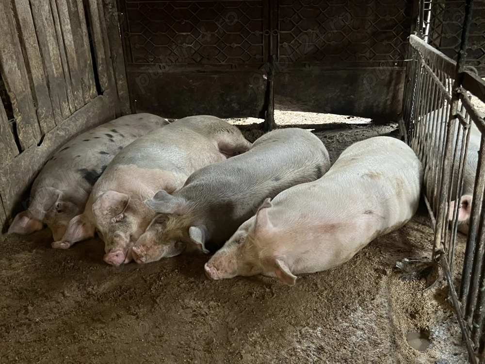 Vând porci de Crăciun crescuți bio