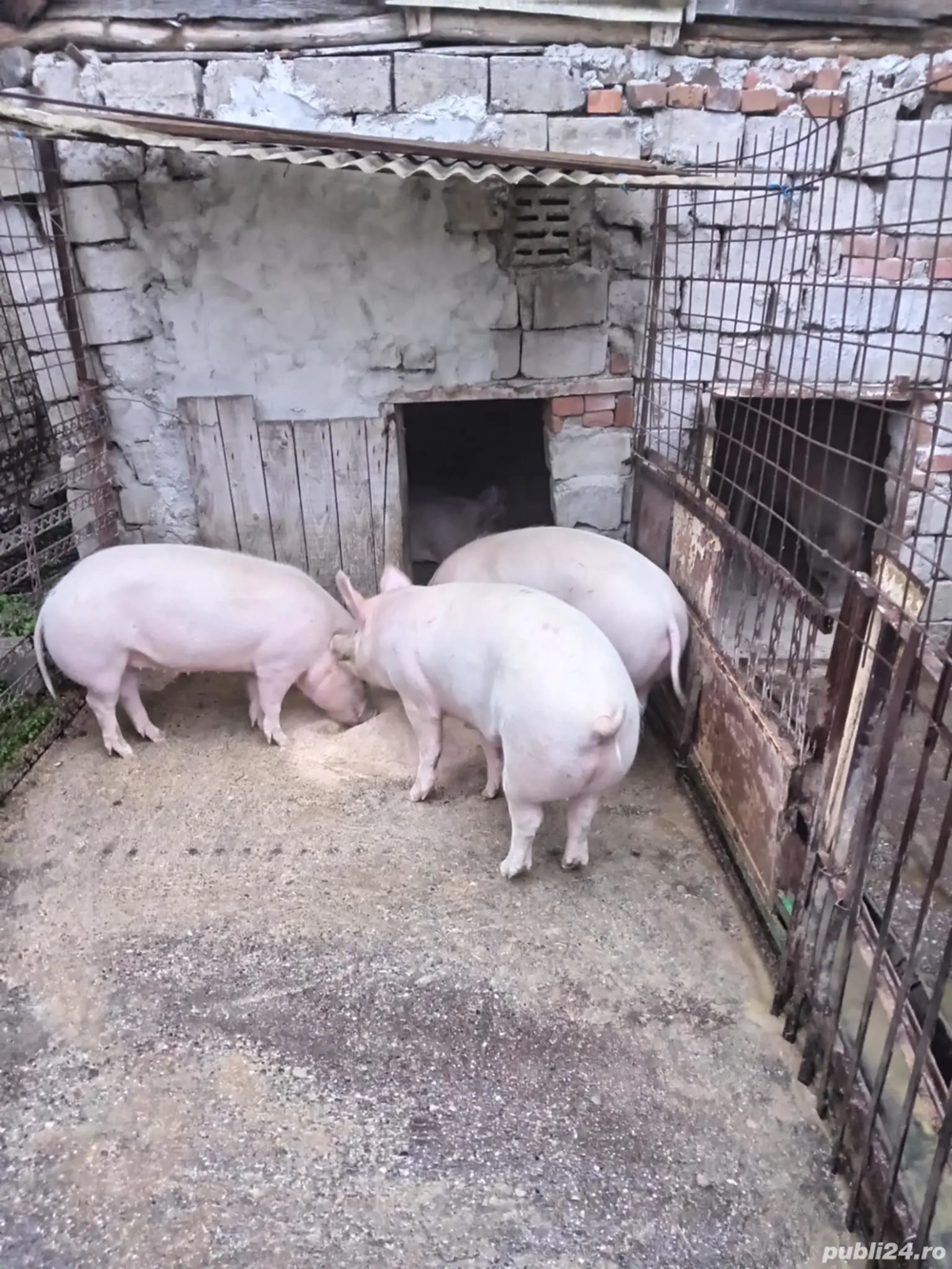 porcii de vanzare