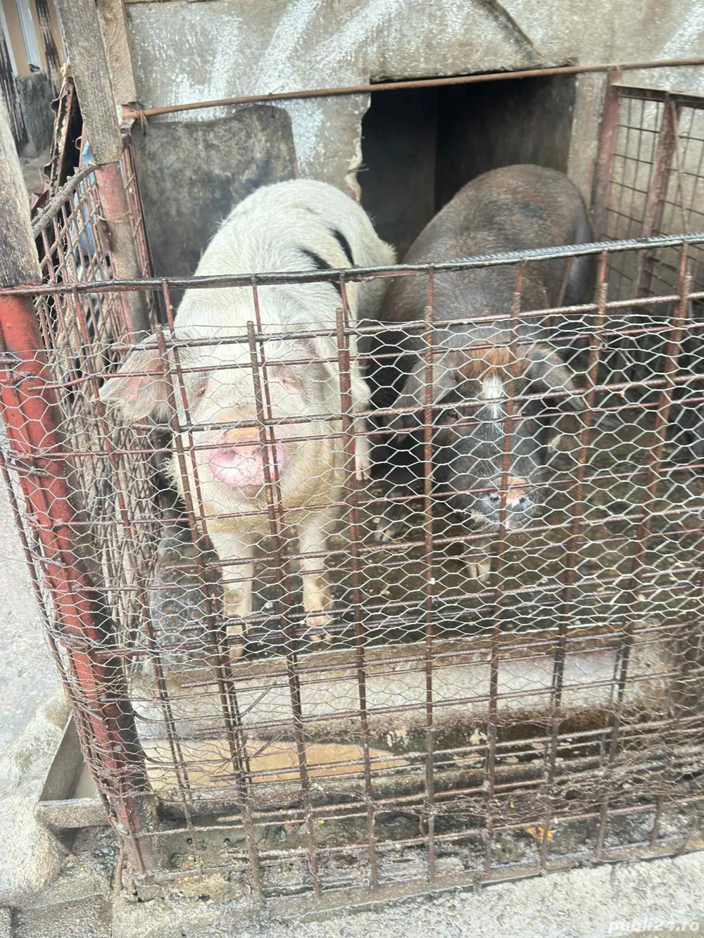 vand porc pentru sacrificat