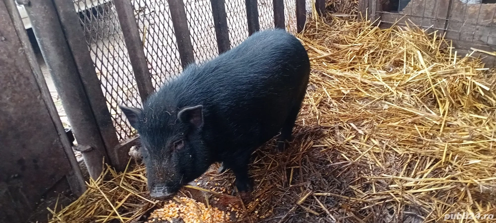 Vând porc mascul vietnamez