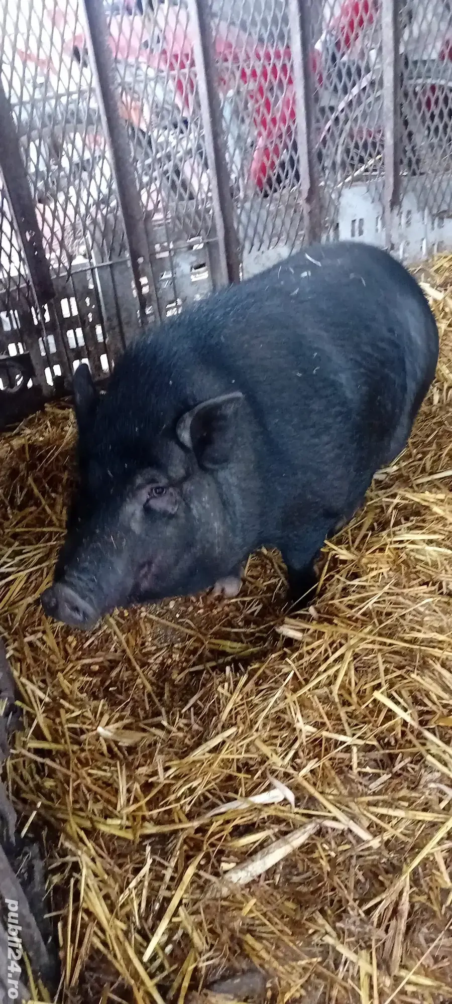 Vând porc vietnamez femelă