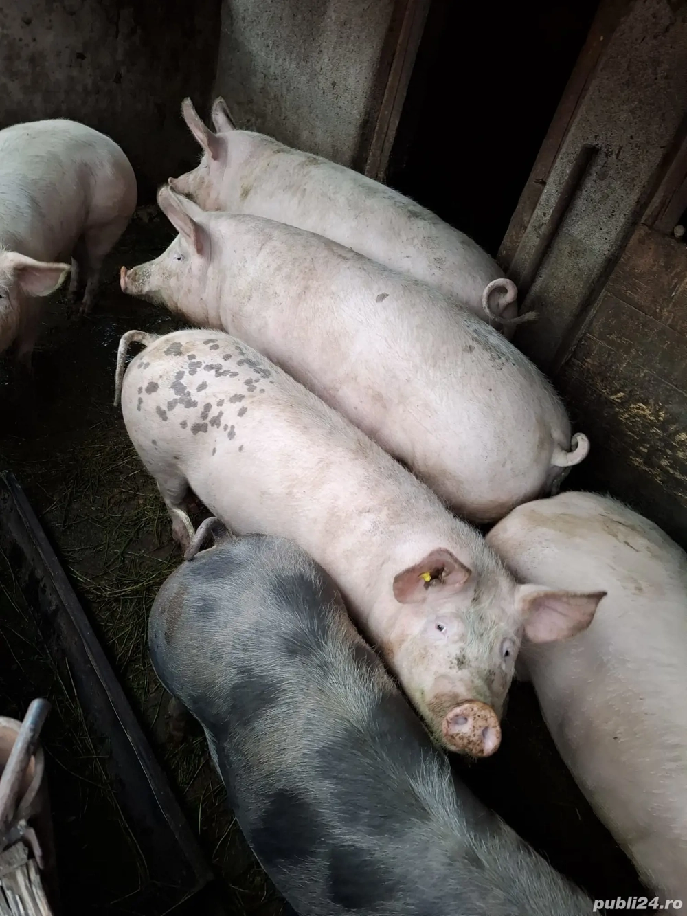 Vand Porci de Carne Bio