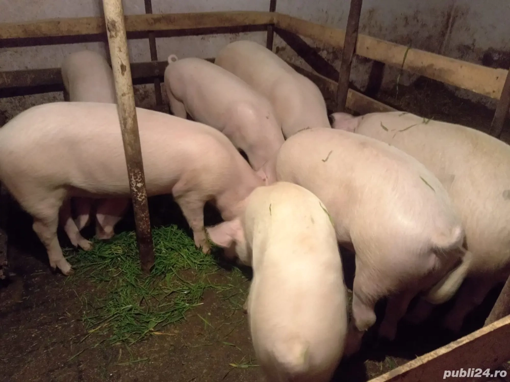 De vinzare 120 140 kg