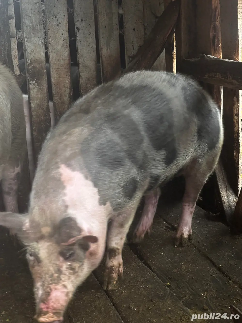 Porc crescut natural la tara 