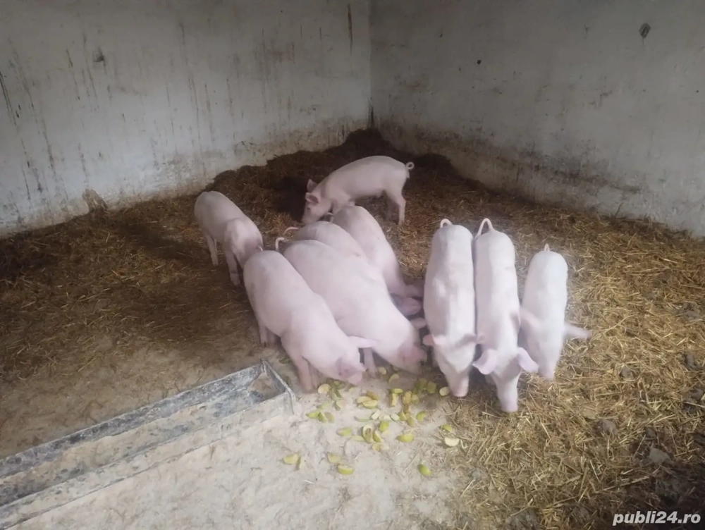 vand purcei de 10 săptămâni