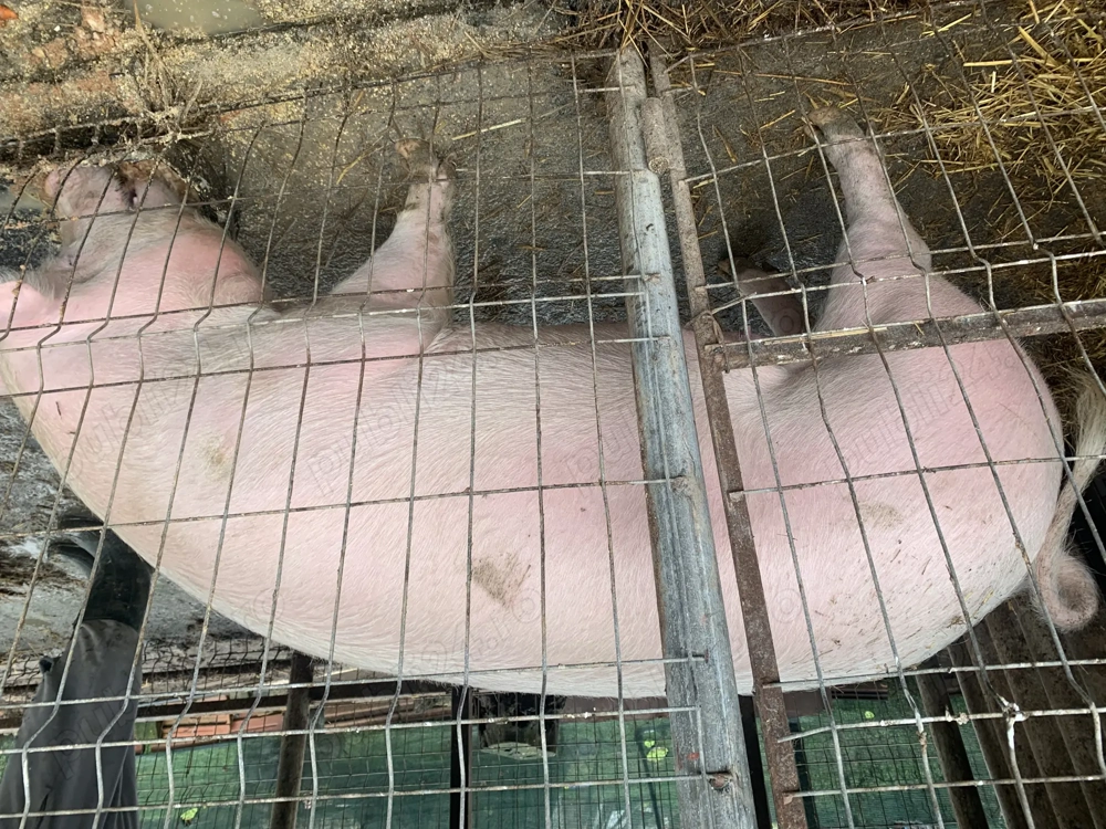 Vând purcele   purcei marele alb cu landrace 