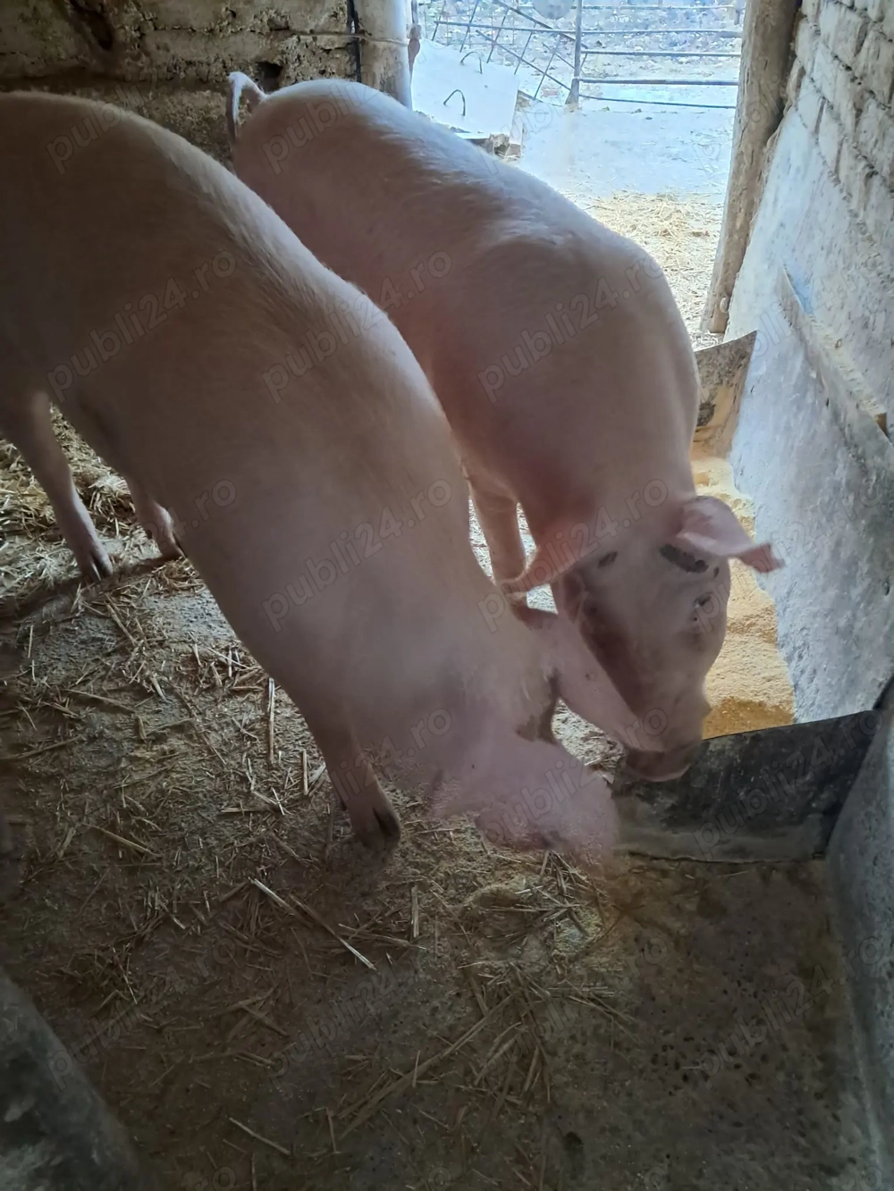 Vand porci rasa Landrace 100-150kg