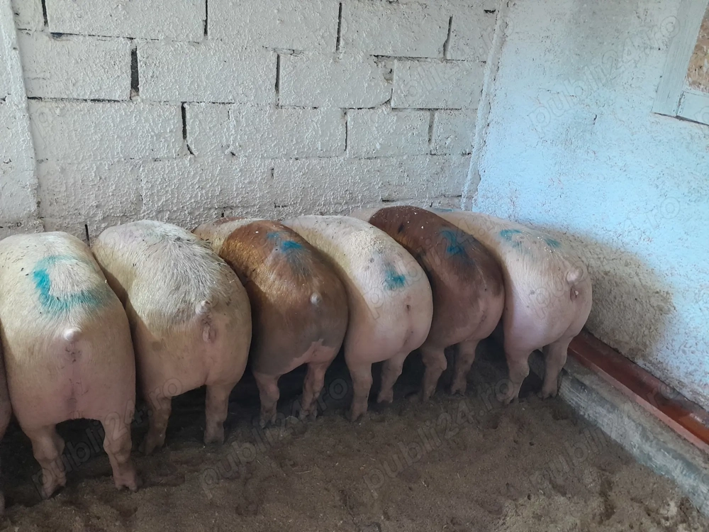Porci de vânzare de carne 12 lei kg 
