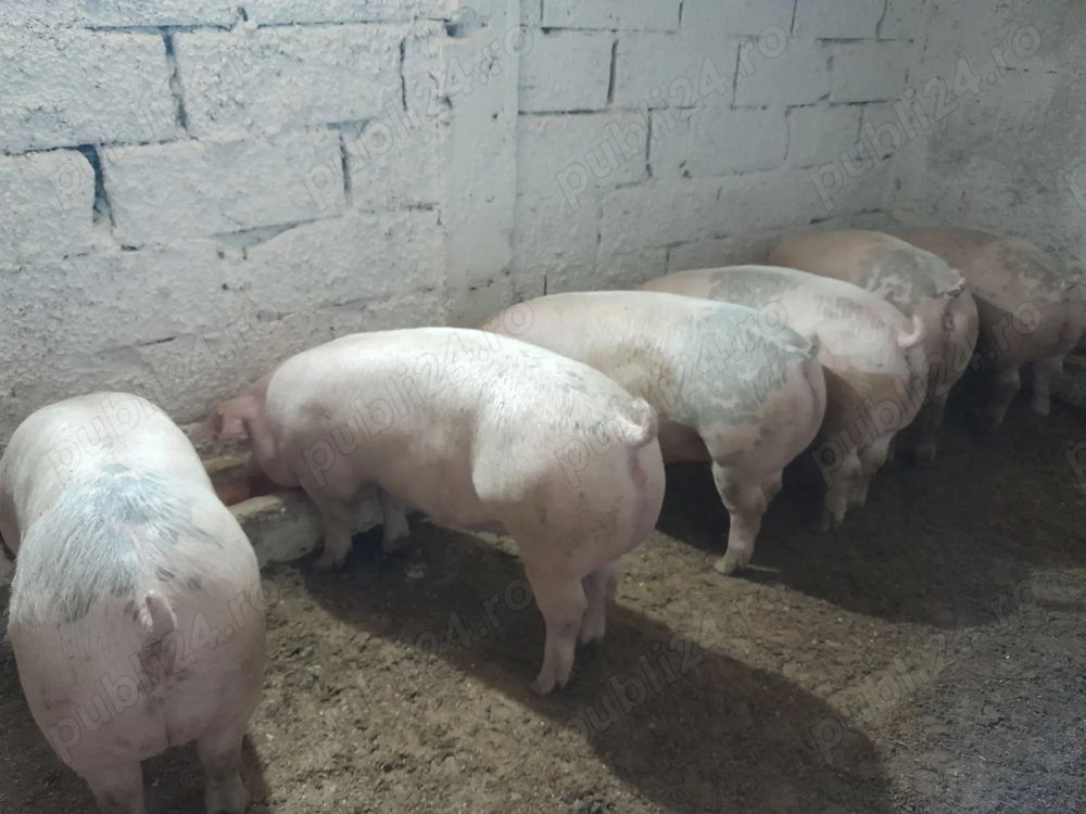 Porci de vânzare mai multe detalii la telefon 