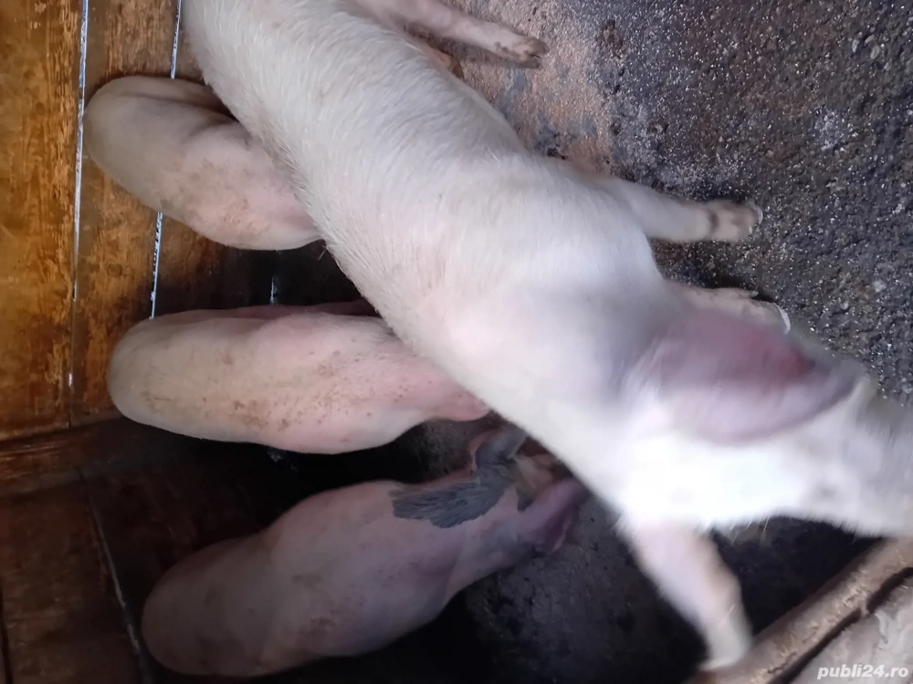 grasuni intre 50-70 kg