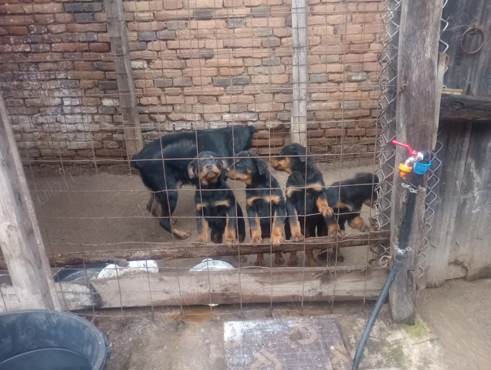 Vând pui Rottwieller